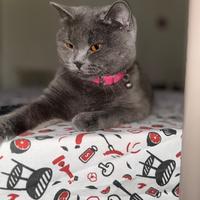 Gatto british shorthair blu