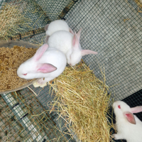 Conigli Californiani