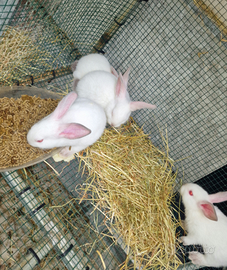 Conigli Californiani