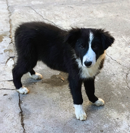 Border collie con pedigree