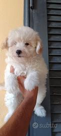 Cuccioli di maltipoo