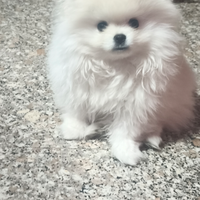 Spitz nano di Pomerania