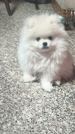 Spitz nano di Pomerania