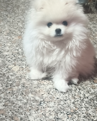 Spitz nano di Pomerania