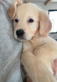 Cucciola Golden Retriever