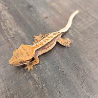 Disponibile esemplare di Ciliatus ID: GV