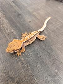 Disponibile esemplare di Ciliatus ID: GV