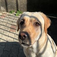 Casa per il mio cane Labrador retriever