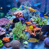 Rocciata acquario marino