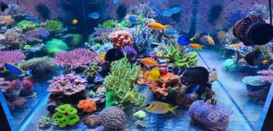 Rocciata acquario marino