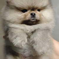 Spitz di Pomerania nano