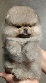 Spitz di Pomerania nano