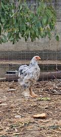 Brahma