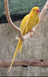 Parrocchetto dal Collare Lutino