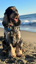 Cocker Spaniel Inglese maschio disponibile per mon