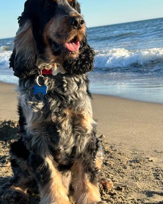 Cocker Spaniel Inglese maschio disponibile per mon
