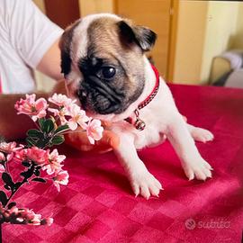 Bull dog francese