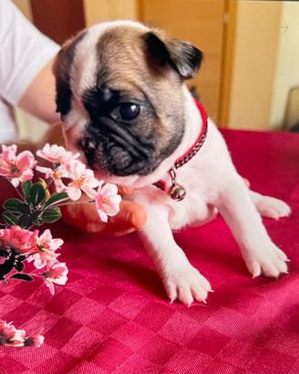 Bull dog francese