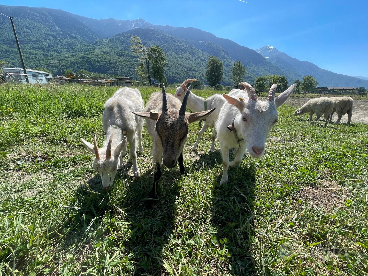 Disponibili capre - Animali In vendita a Sondrio