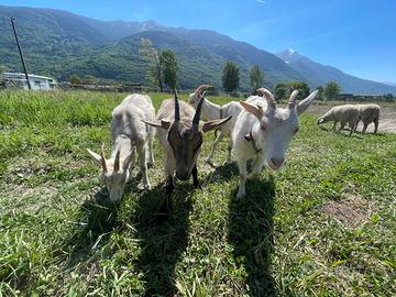 Disponibili capre