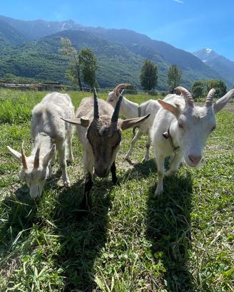 Disponibili capre