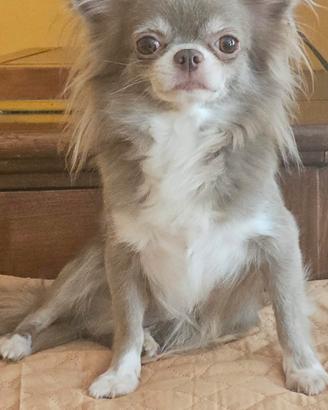 Chihuahua adulti rimborso spese