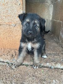 Cuccioli Pastore tedesco