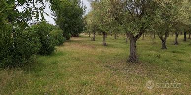 oliveto 