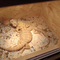 Coppia di pogona