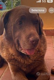 Cane Labrador