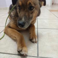 Pastorino taglia contenuta dolcissimo