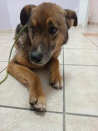 Pastorino taglia contenuta dolcissimo