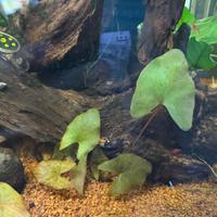 Potature piante acquario