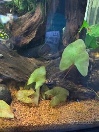 Potature piante acquario