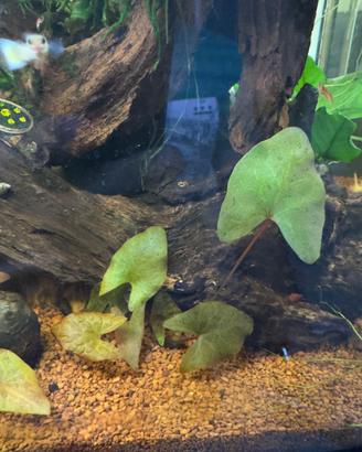 Potature piante acquario