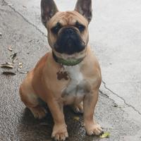 Bulldog francese femmina