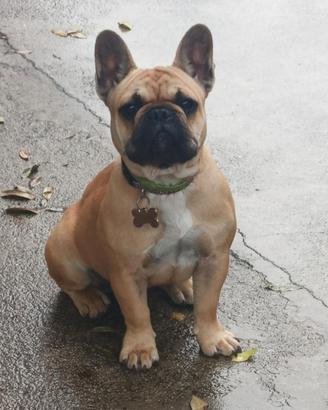 Bulldog francese femmina
