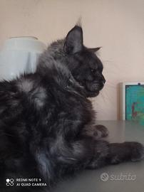 Maine Coon Black Smoke Rehoming