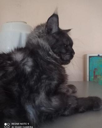 Maine Coon Black Smoke Rehoming