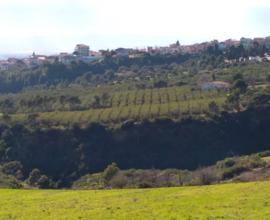 Terreno Olivetato