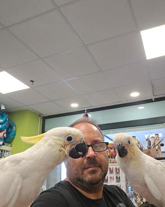Cacatua Eleonora