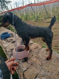 Jagdterrier di 16 mesi