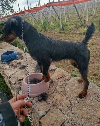 Jagdterrier di 16 mesi