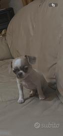 Cuccioli di Chihuahua - Dolci e Simpatici Amici