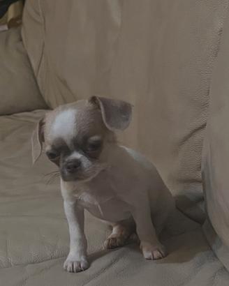 Cuccioli di Chihuahua - Dolci e Simpatici Amici