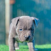 Amstaff blu occhi blu pedigree enci