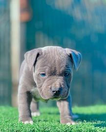 Amstaff blu occhi blu pedigree enci