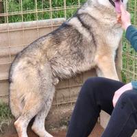 Splendido lupo cecoslovacco da adottare