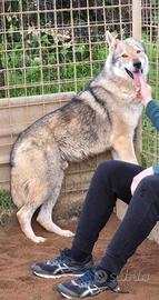 Splendido lupo cecoslovacco da adottare