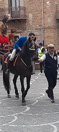 Cavallo castrone andaluso